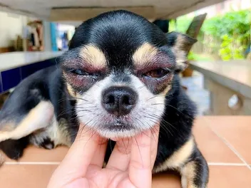 Dog Eye Allergies: Vet-Reviewed Signs, Causes, & Treatments