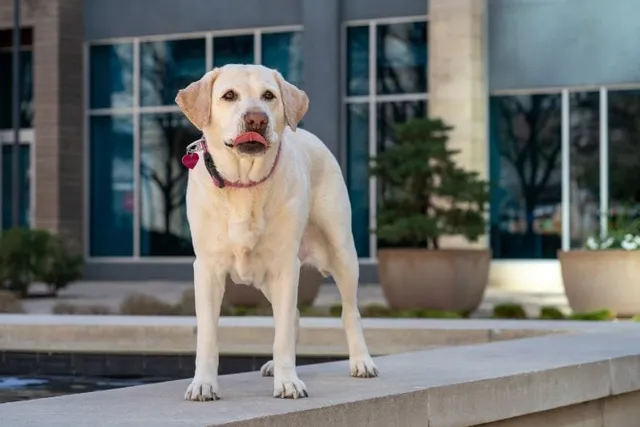 Do Labradors Bark a Lot? How Much & How to Stop It