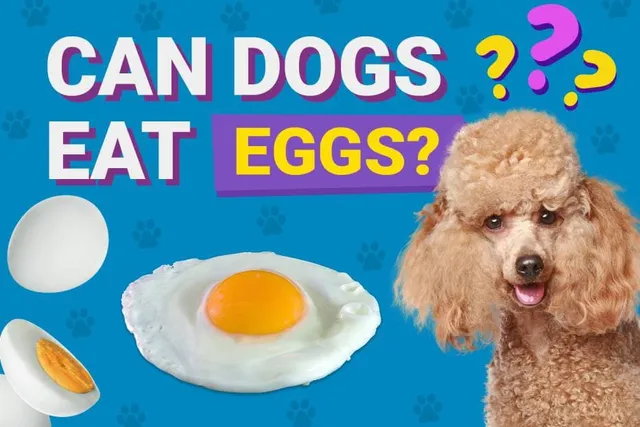 Can Dogs Eat Eggs? Vet-Verified Nutrition Facts & FAQ