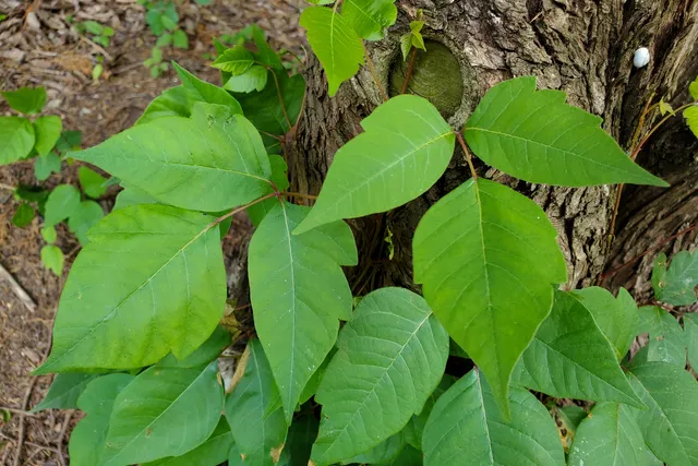 Poison Ivy On Dogs: Our Vet Discusses Signs, Causes & Care