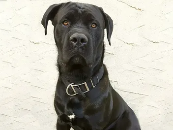 Cane Corso Presa Canario Mix: Info, Pictures, Care & More