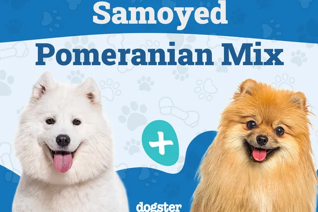 Samoyed Pomeranian Mix: Info, Pictures, Care & More
