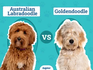 Australian Labradoodle vs Goldendoodle: The Differences (With Pictures)