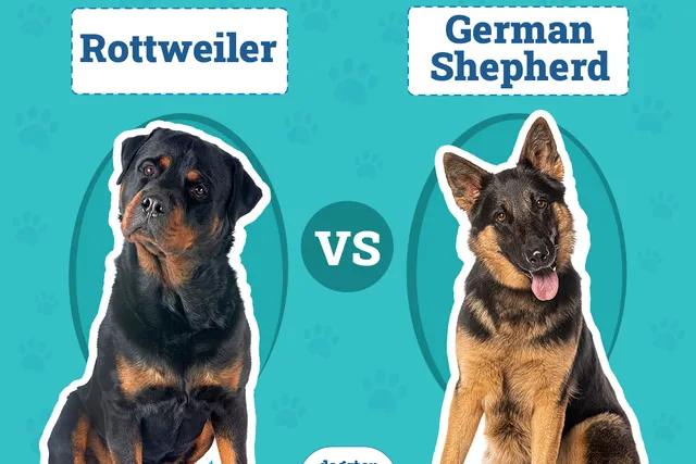 Rottweiler vs German Shepherd: The Differences (With Pictures)