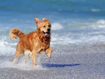 Is Venice Beach Dog-Friendly? What You Need to Know!