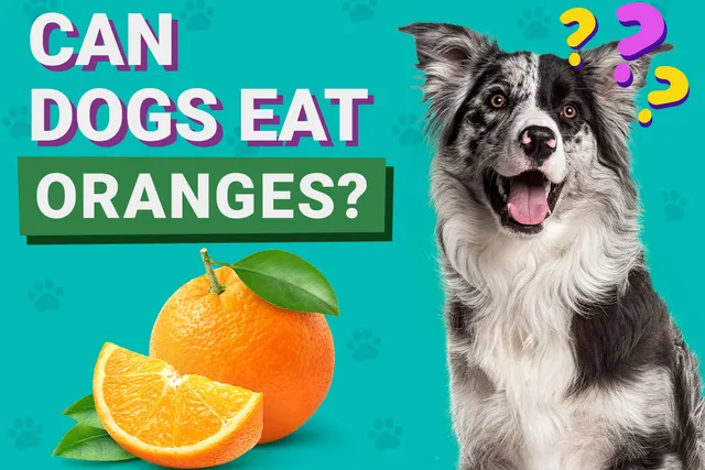 Can Dogs Eat Oranges? Vet-Reviewed Facts & FAQ