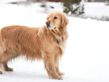 How Cold Is Too Cold for a Golden Retriever? Vet-Verified Facts & FAQ
