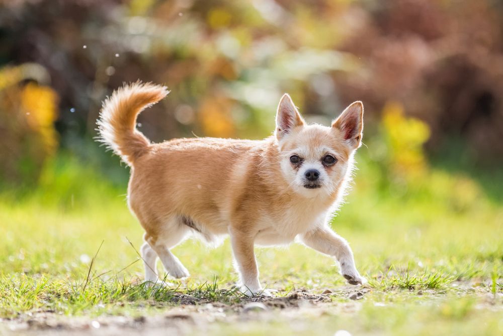 Chorkie