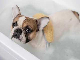 How to Groom a French Bulldog? 8 Step Vet-Reviewed Guide