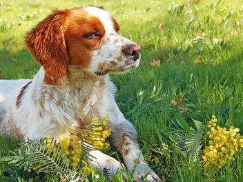 20 Worst Dogs Breeds for Seniors & Elderly (With Info & Pictures)