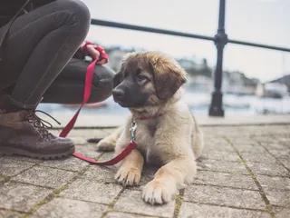 My Puppy Doesn't Want To Walk: 7 Reasons & What To Do (Vet Answer)
