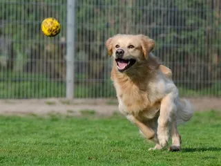 What & When Is National Fetch Day? (2026 Update)