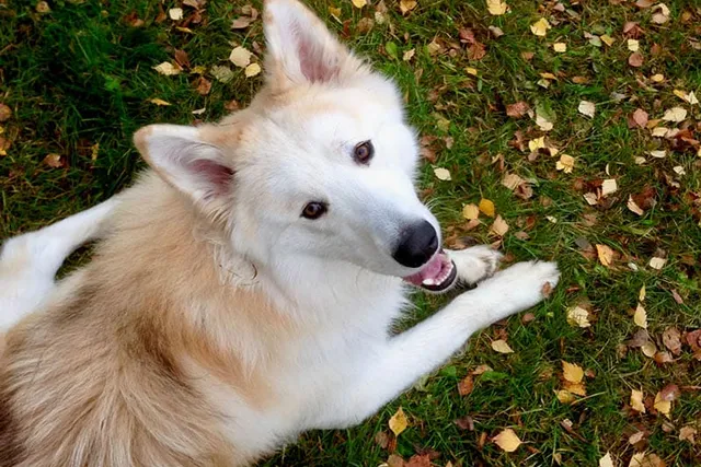 German Shepherd Samoyed Mix: Info, Pictures, Care & More