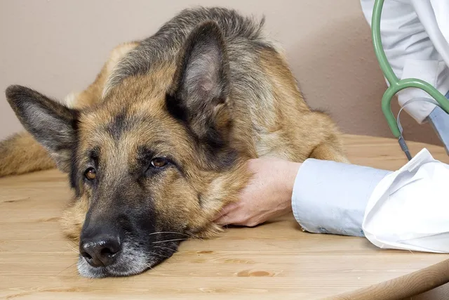 Exocrine Pancreatic Insufficiency in Dogs: Signs & Treatments (A Complete Guide)
