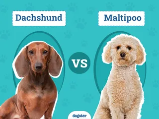 Dachshund vs. Maltipoo: The Differences (With Pictures)
