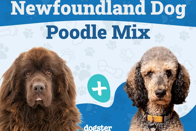 Newfypoo (Newfoundland & Poodle Mix): Info, Pictures, Care & More
