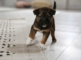 Why Does My Puppy Pee So Much? 12 Vet-Reviewed Reasons