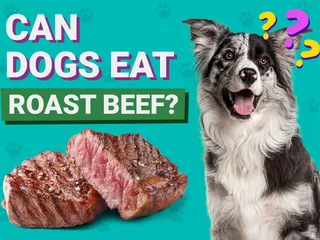Can Dogs Eat Roast Beef? Vet-Verified Nutrition Facts & FAQ