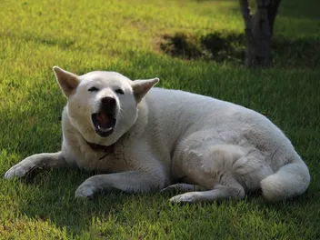 How Much Does an Akita Bark? Vet-Verified History, Facts & FAQ