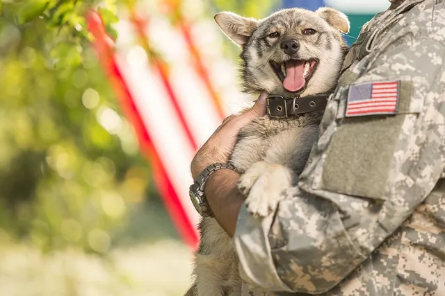 11 Popular & Famous Military Dogs (With Info & Pictures)