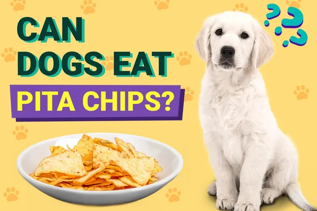 Can Dogs Eat Pita Chips? Vet-Reviewed Nutrition Facts & FAQ