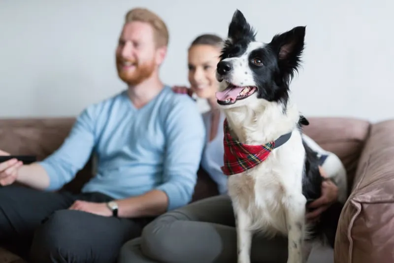 couple watching television at home with their dog