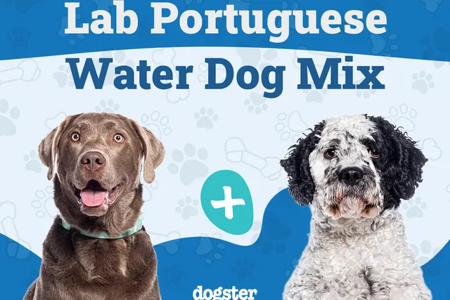Lab Portuguese Water Dog Mix: Info, Pictures, Care & More