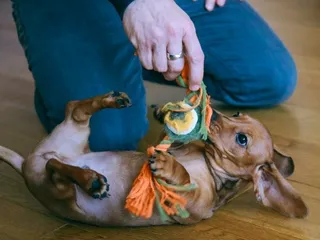 How to Make Your Dog Love Their New Toy: 5 Vet-Approved Ways