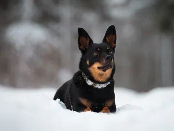 Frostbite in Dogs: Vet-Reviewed Signs, Causes & Treatment