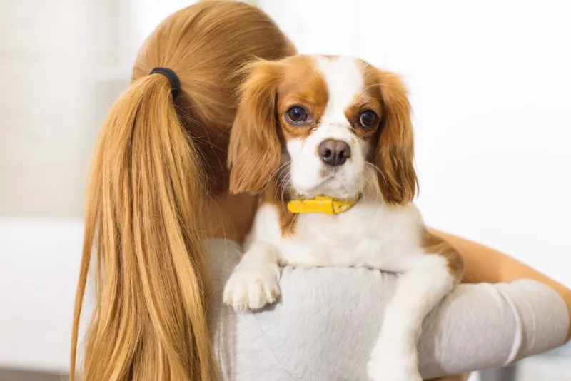 female owner hugging her cavalier king charles spaniel dog