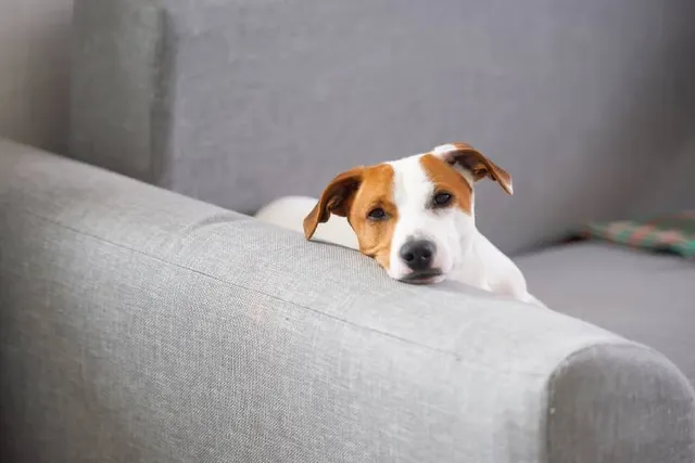 How to Tell If Your Dog Is Deaf: 9 Vet-Reviewed Signs