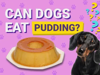 Can Dogs Eat Pudding? Vet-Reviewed Facts & FAQ