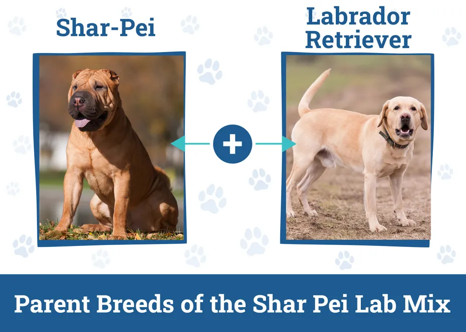 Parent Breeds of the Shar Pei Lab Mix