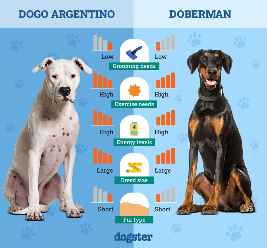 Dogster_Side by Side Comparison_ Dogo Argentino vs Doberman