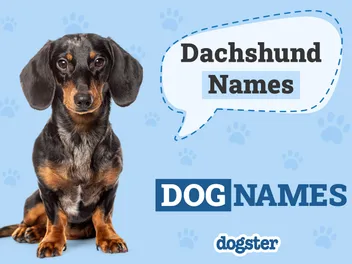 150+ Dachshund Names for Your Adorable Wiener Dog