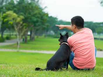 Do Dogs Understand Pointing? Scientific Discoveries & Training Tips (Vet Approved)