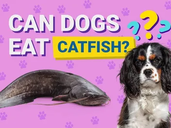 Can Dogs Eat Catfish? Vet-Verified Nutrition Info & FAQ