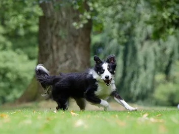 Do Border Collies Shed a Lot? Facts & FAQs