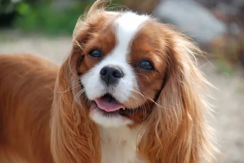 can dogs see ghosts