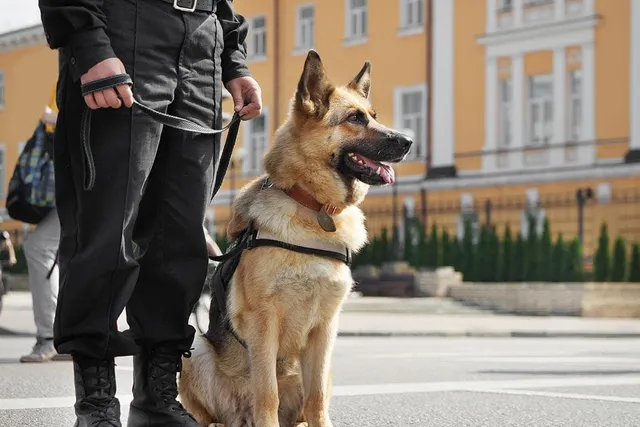 What Do Police Dogs Do? (An Overview of Their Work)