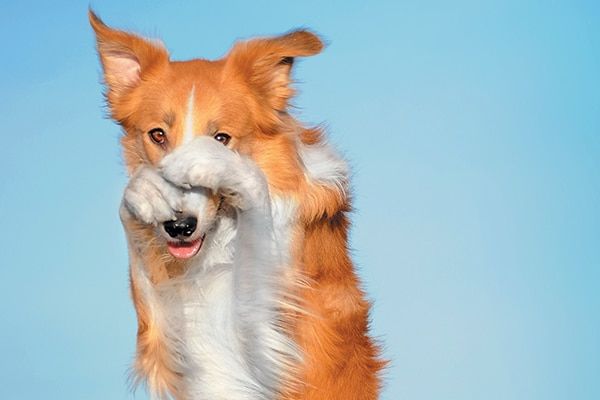 An embarrassed dog covering his face.