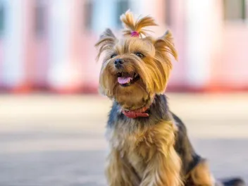 8 Best Small Dog Collars in 2026 - Reviews & Top Picks