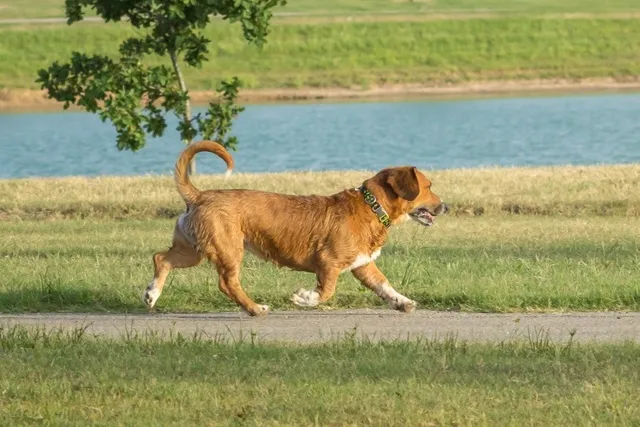 Beagi (Beagle & Corgi Mix): Info, Pictures, Care & More