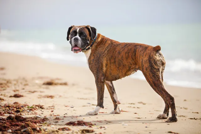 Are Boxers Good for First-Time Dog Owners? Read Before You Get One! (Vet-Reviewed)