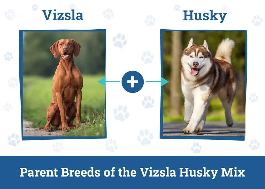 Parent Breeds of the Vizsla Husky Mix