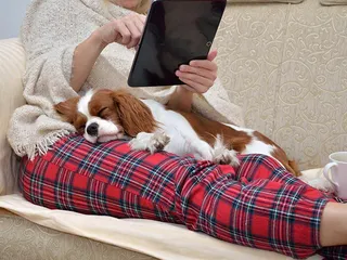 Why Are Some Dogs "Lap Dogs" & Others Are Not? Facts & FAQ