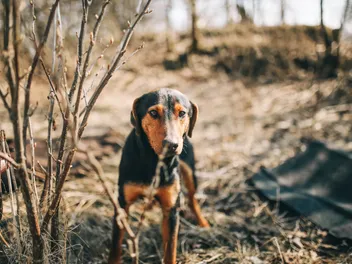 Greek Hound Dog Breed: Info, Pictures, Care & More