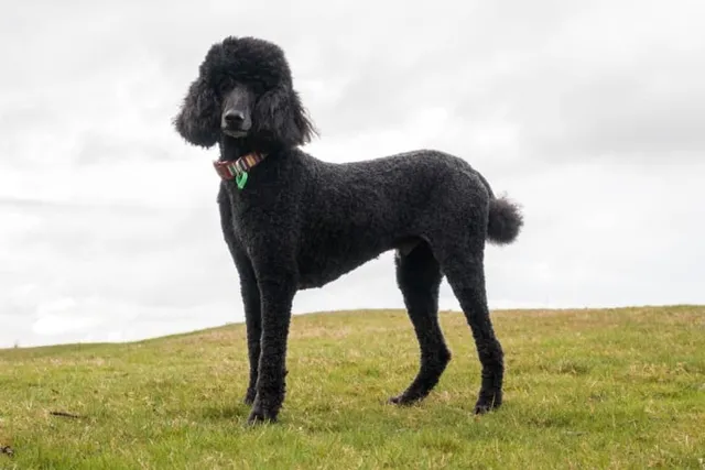 Standard Poodle Dog Breed: Info, Pictures, Traits & Care Guide