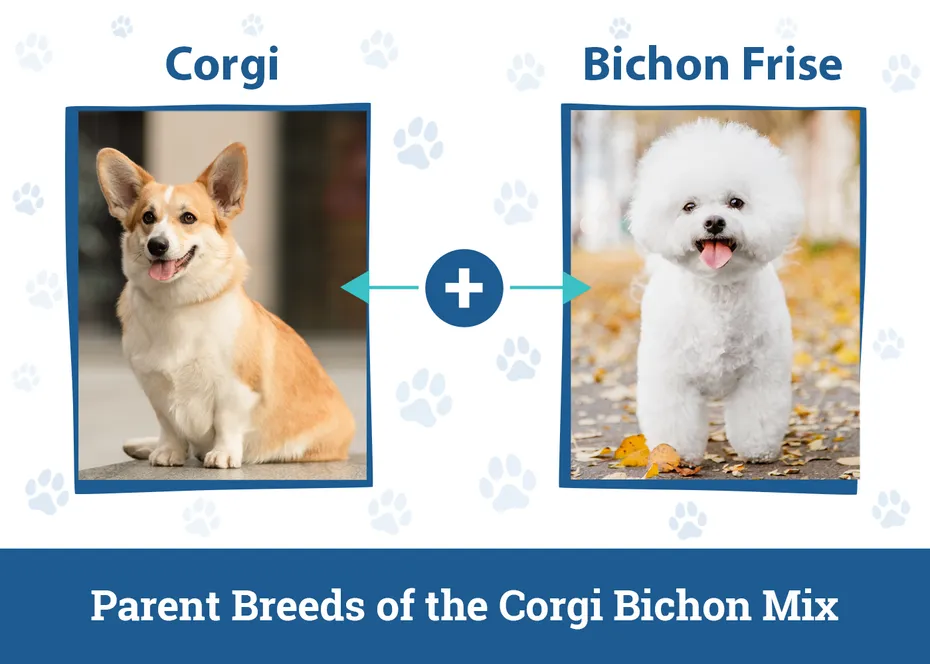 Parent Breeds of the Corgi Bichon Mix