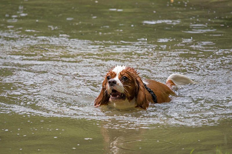 cavalier king charles spaniel swimming in the lake